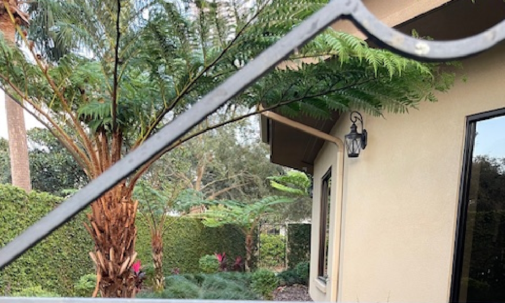 Close up of a fern like tree in front of dental office in Ocoee