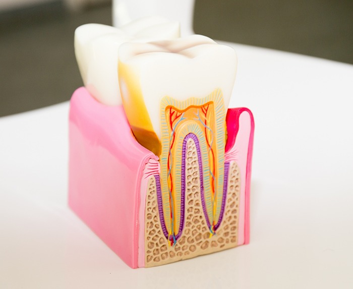 Model of a tooth and its inner layers on a desk